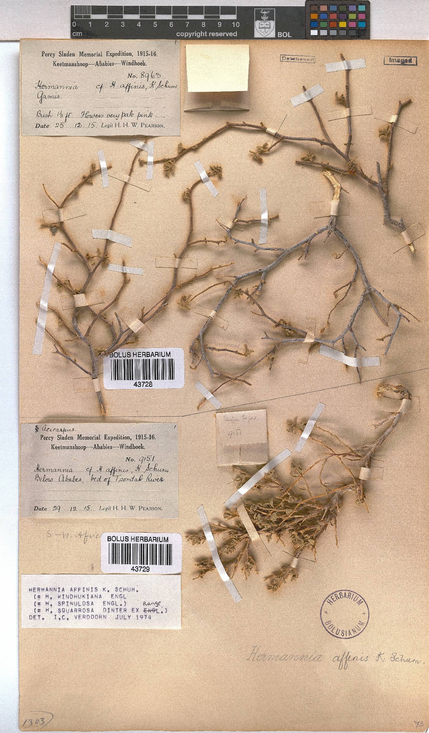 Hermannia affinis image