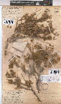 Hermannia affinis image