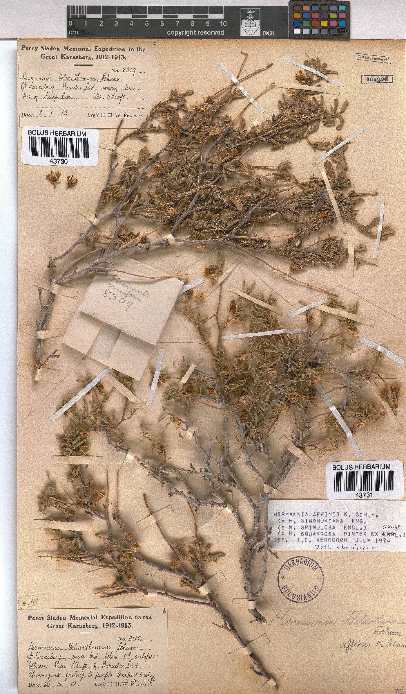 Hermannia affinis image