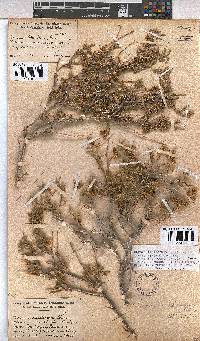 Hermannia affinis image