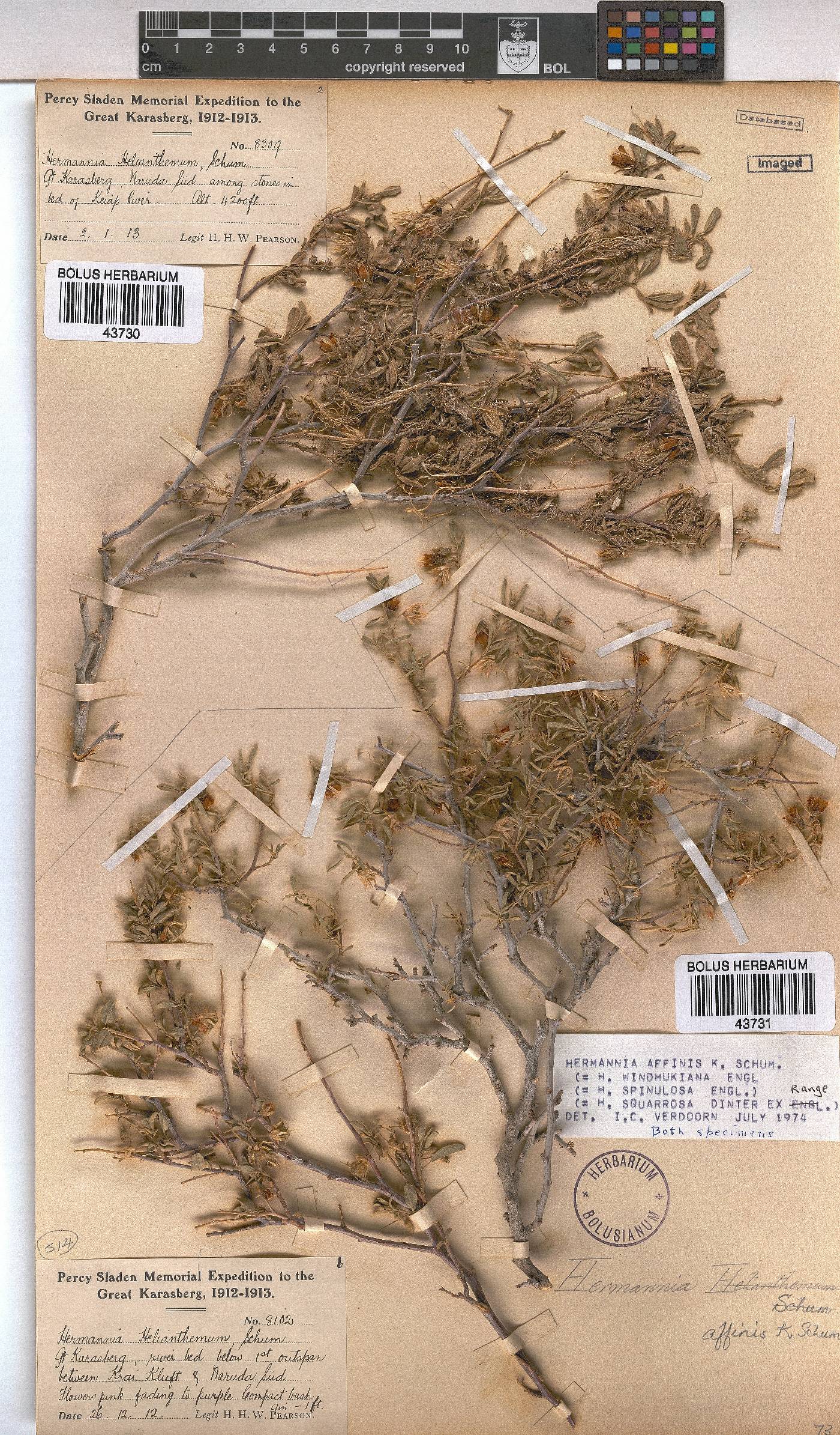Hermannia affinis image