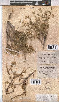 Hermannia affinis image