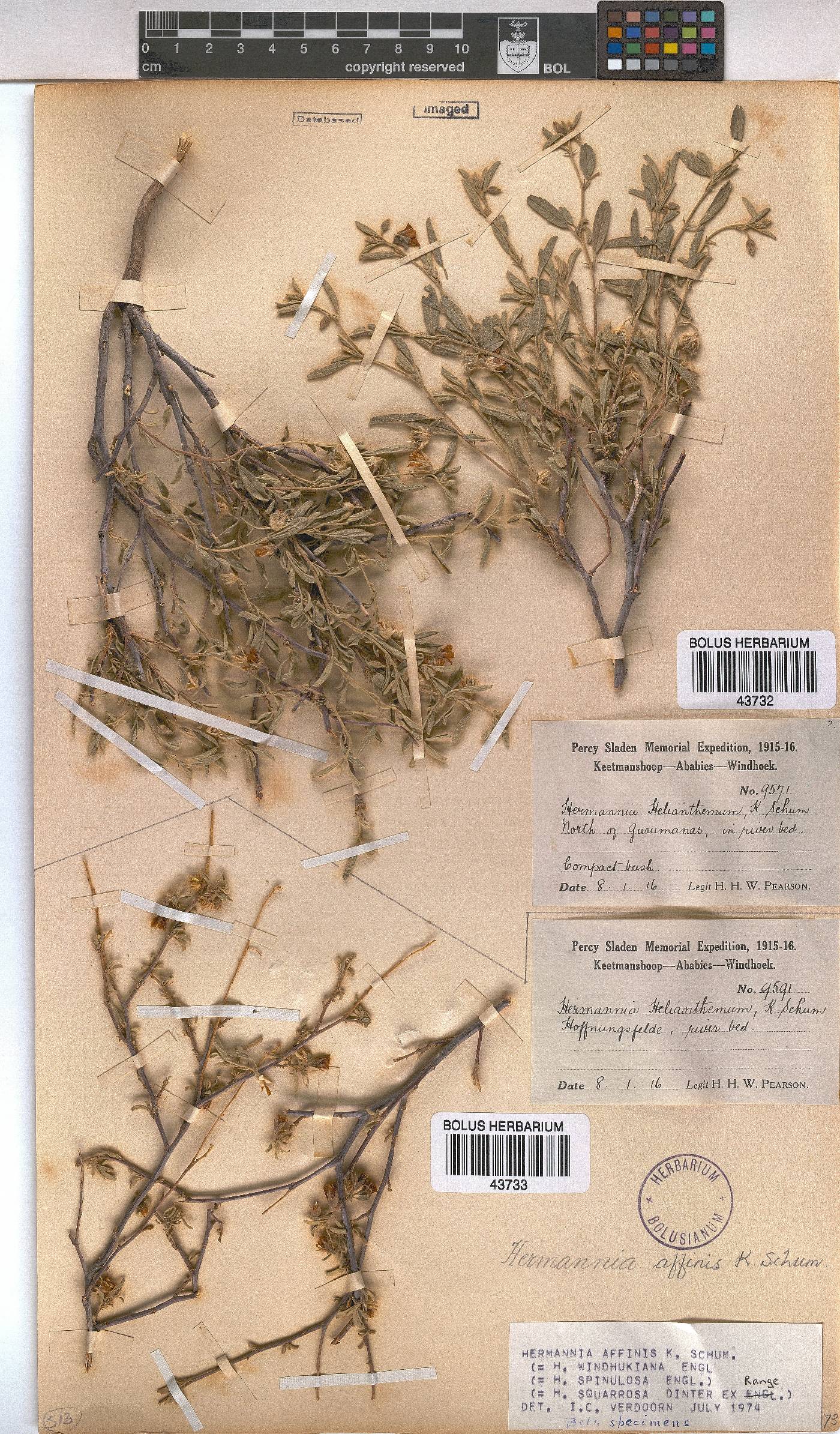 Hermannia affinis image