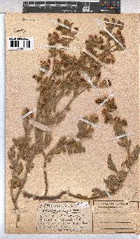 Image of Hermannia althaeifolia