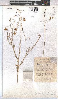 Hermannia amabilis image