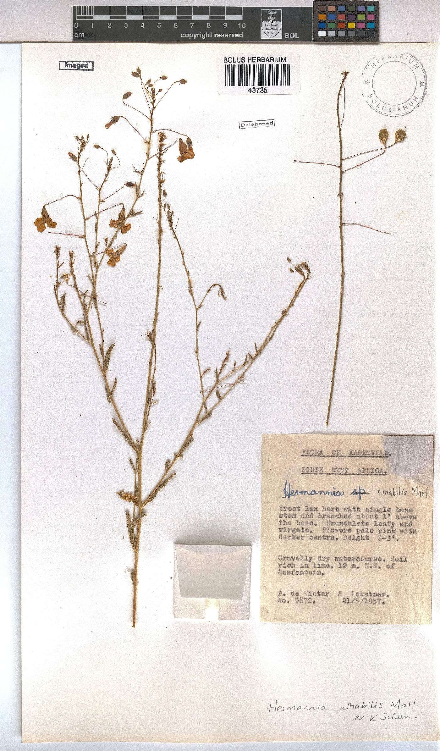 Hermannia amabilis image