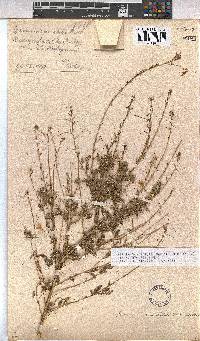 Hermannia amabilis image