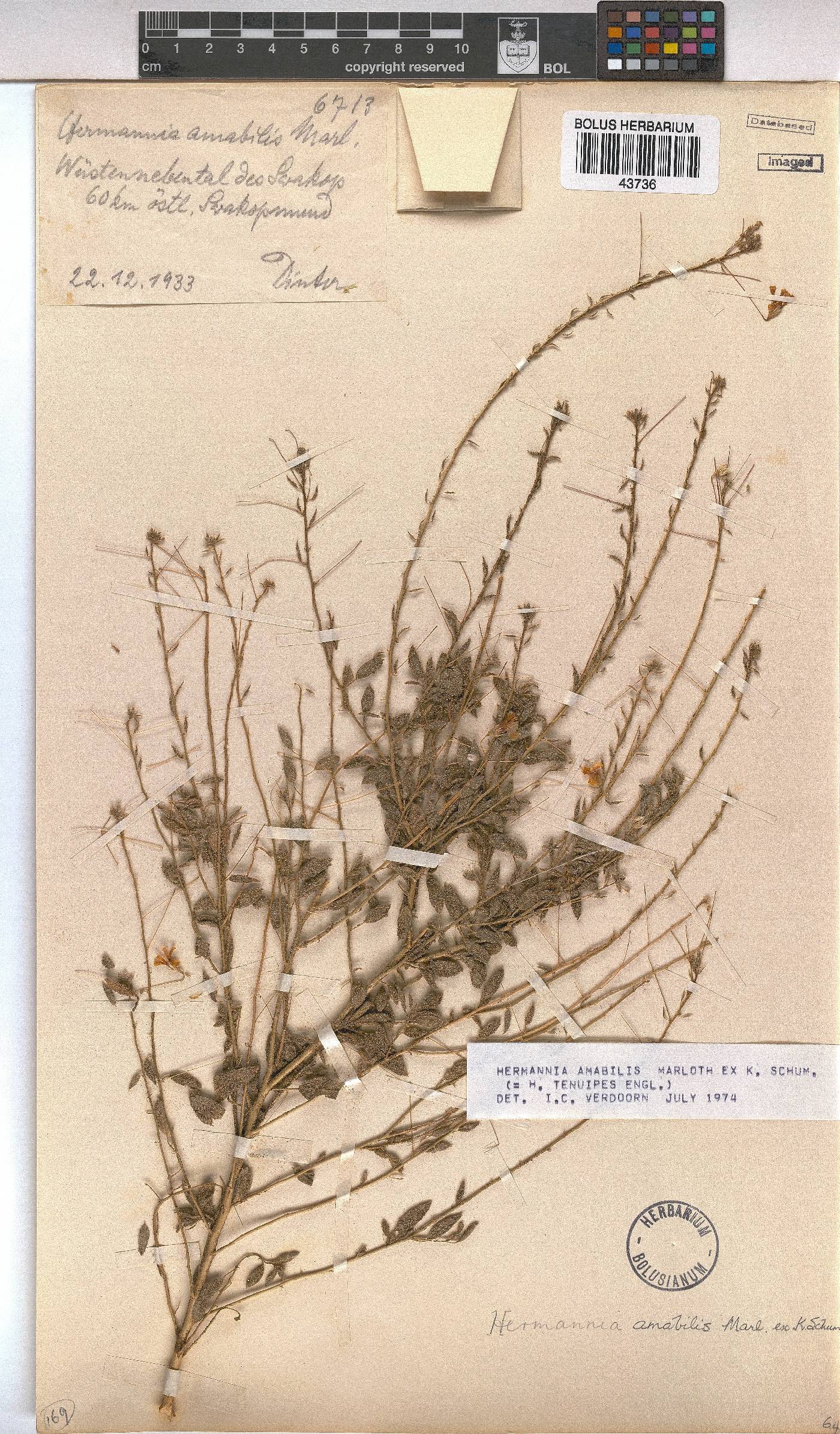 Hermannia amabilis image