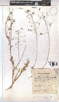 Hermannia amabilis image