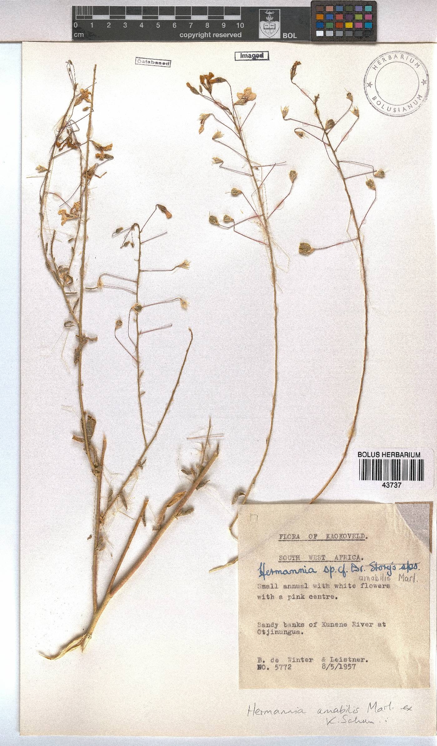 Hermannia amabilis image
