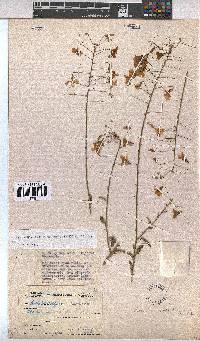 Hermannia amabilis image