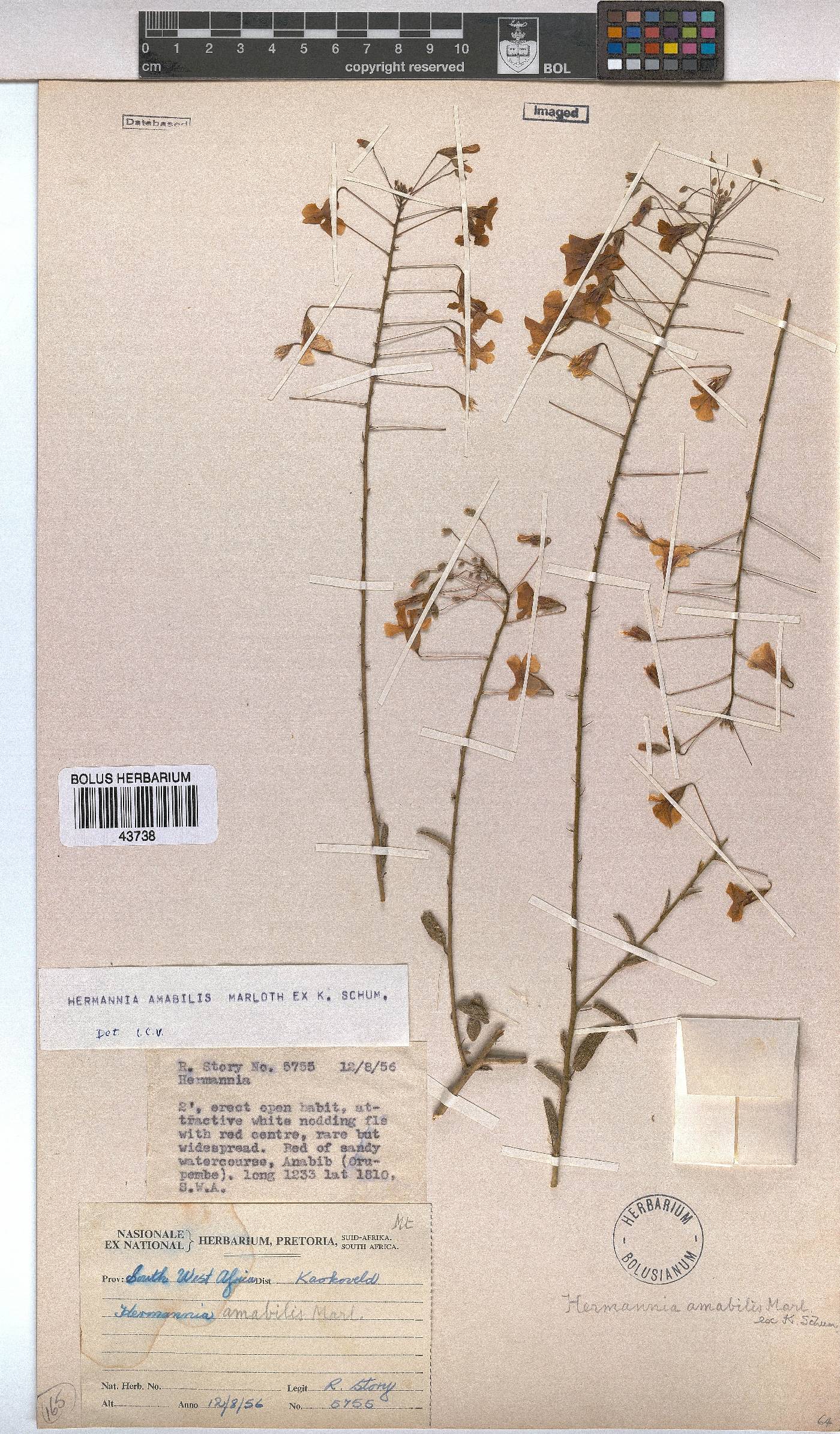 Hermannia amabilis image