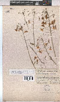 Hermannia amabilis image