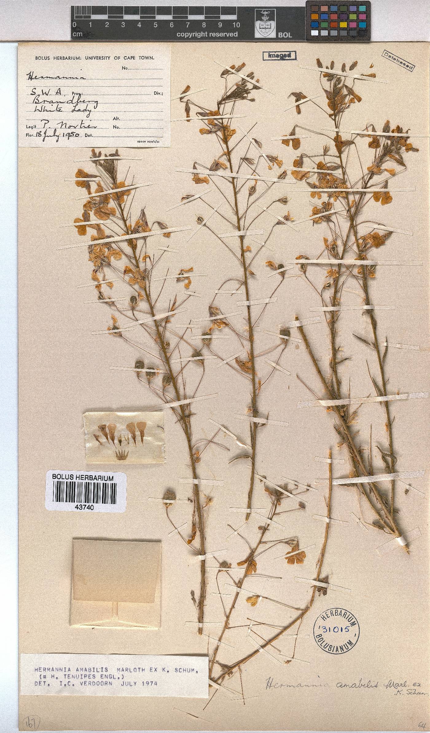 Hermannia amabilis image