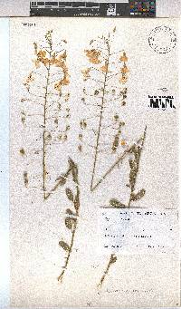 Hermannia amabilis image