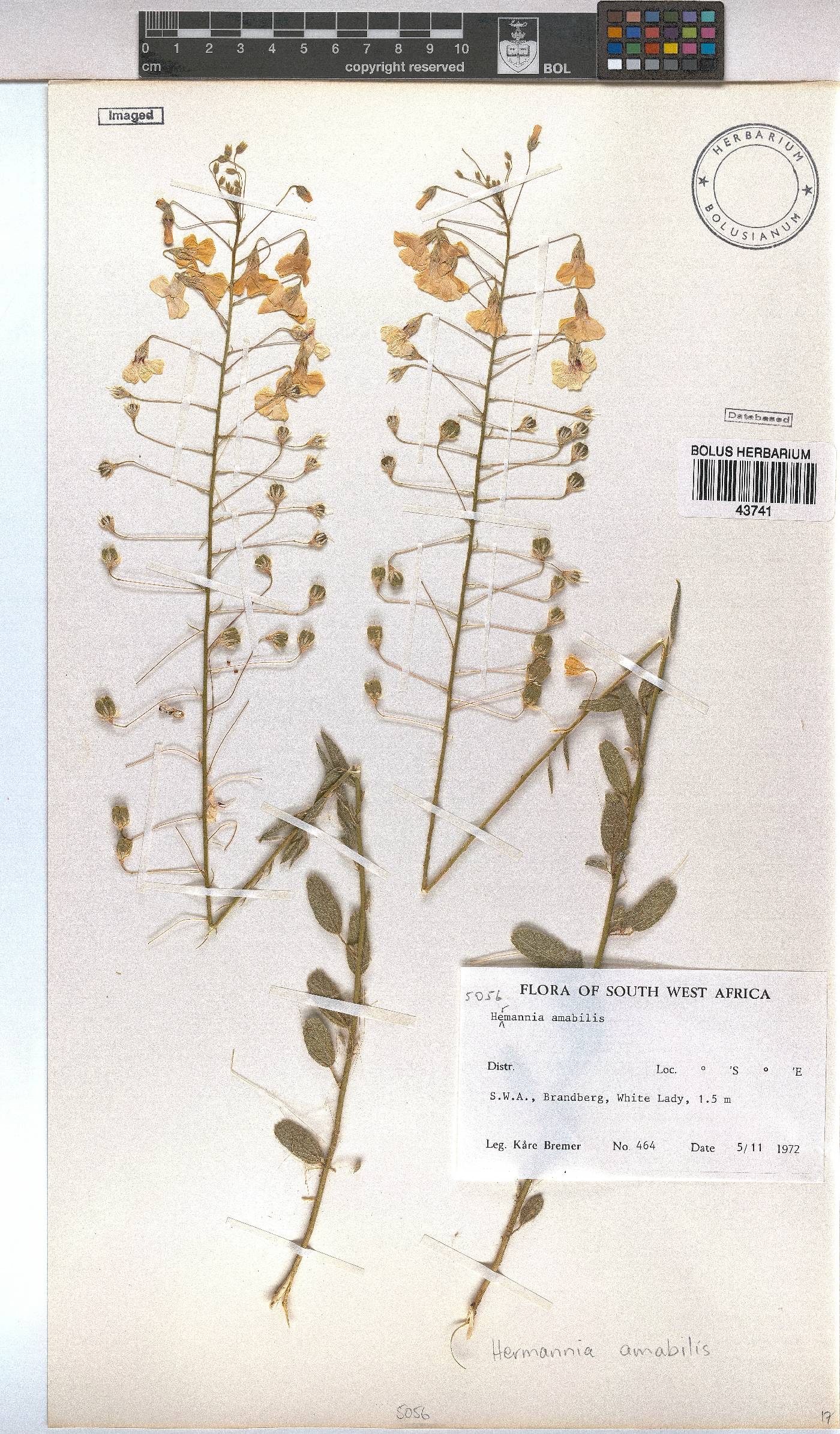Hermannia amabilis image