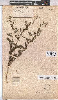 Hermannia boraginiflora image