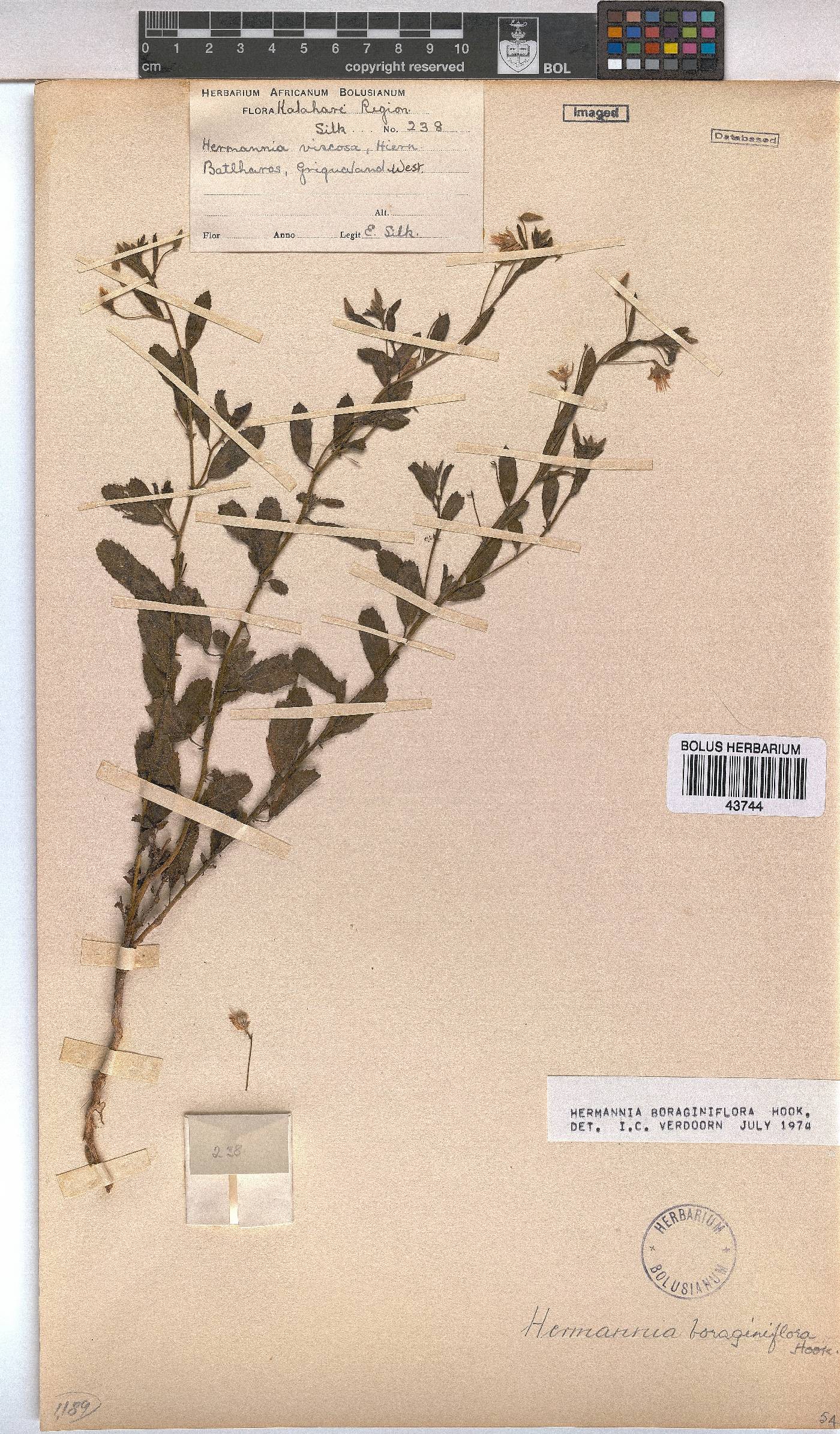 Hermannia boraginiflora image