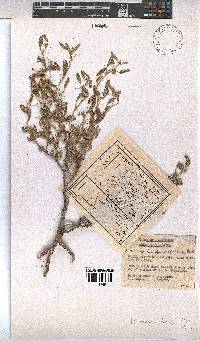 Hermannia boraginiflora image