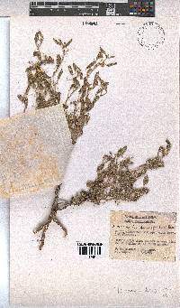 Hermannia boraginiflora image
