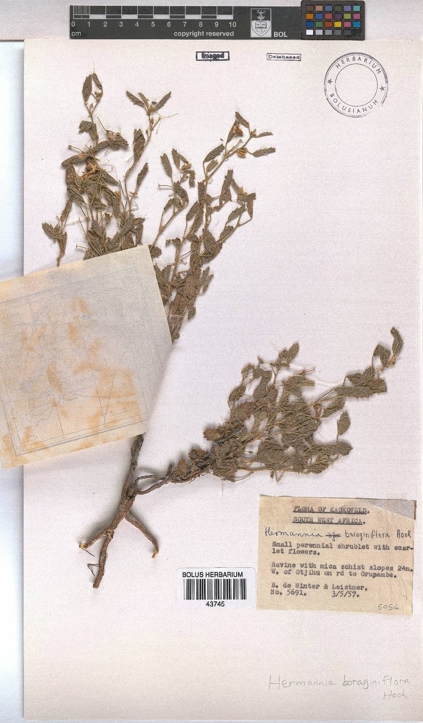Hermannia boraginiflora image