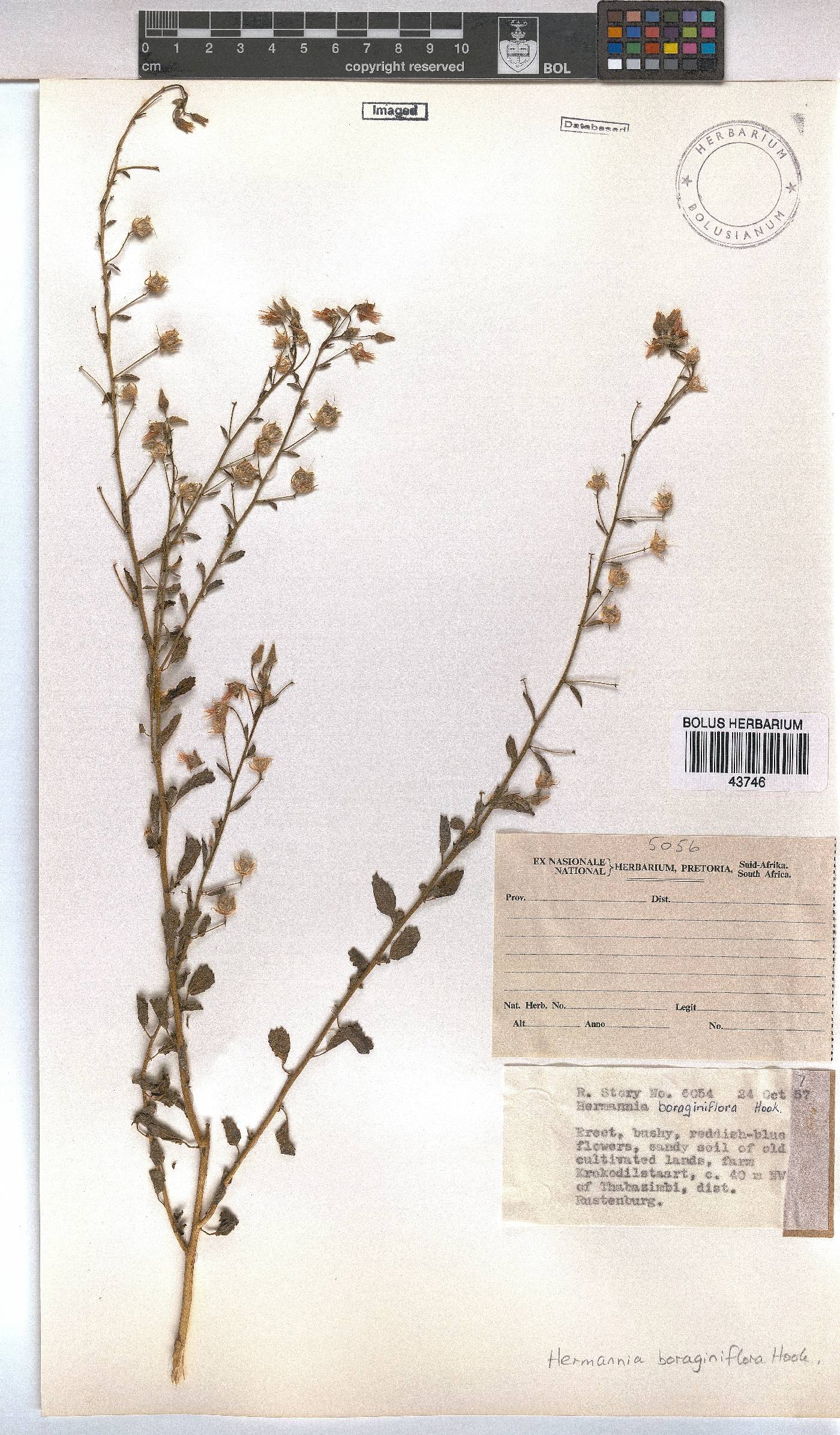Hermannia boraginiflora image