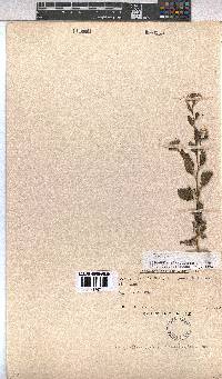 Hermannia boraginiflora image