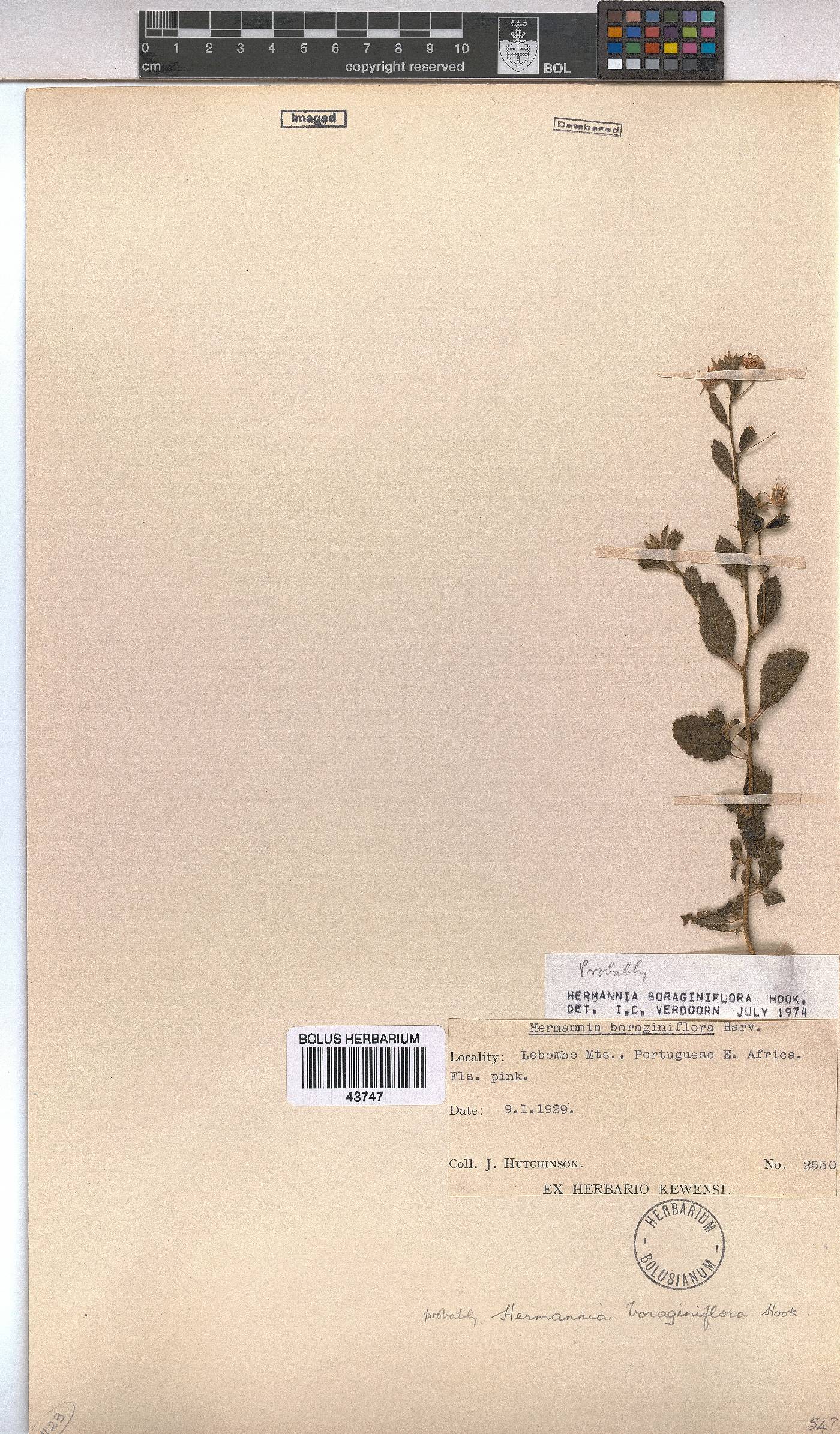 Hermannia boraginiflora image