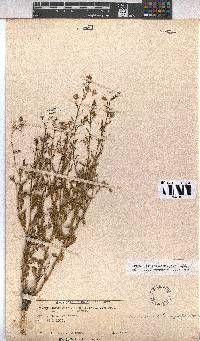 Hermannia boraginiflora image