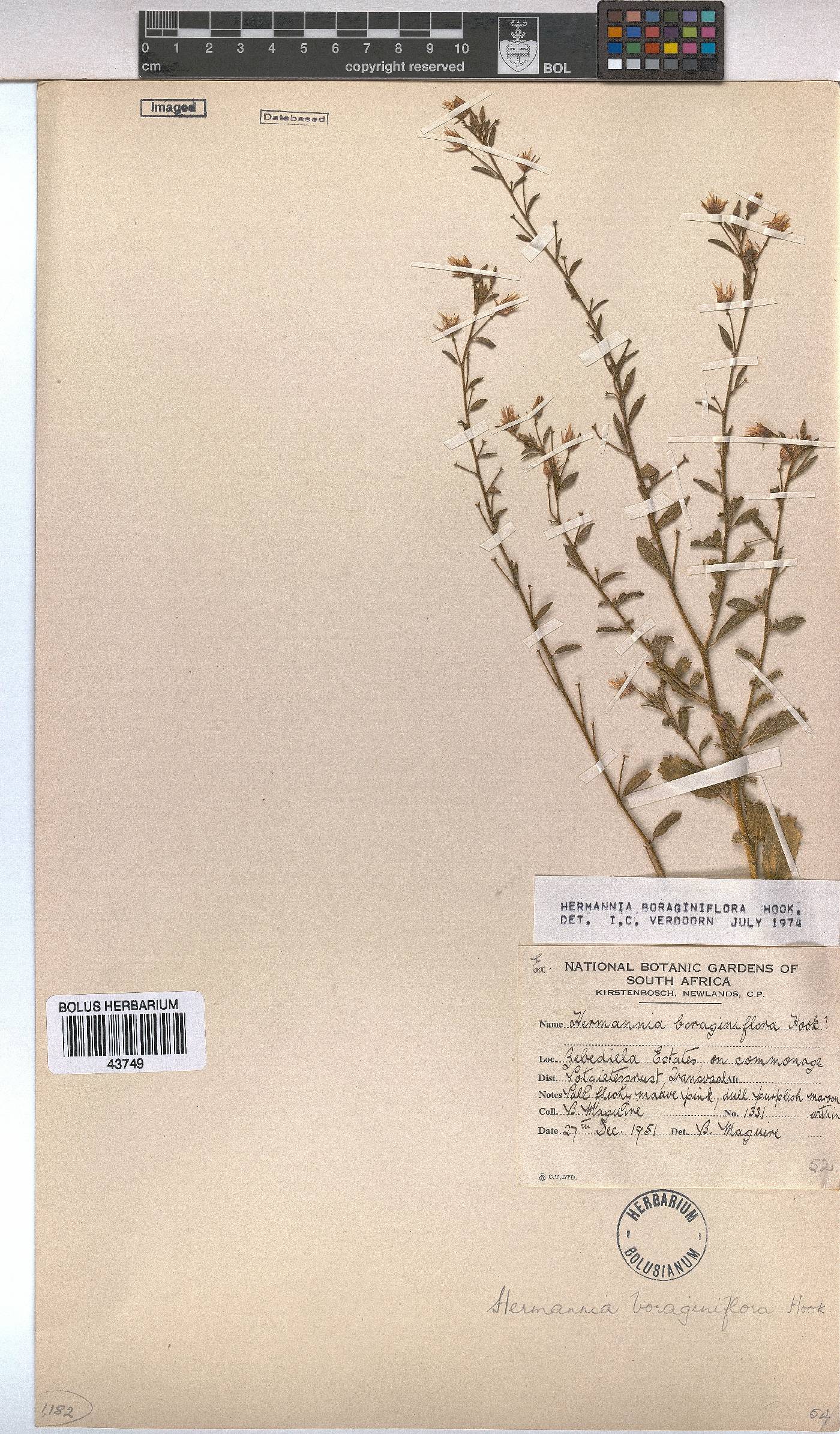 Hermannia boraginiflora image