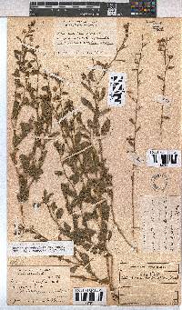 Hermannia boraginiflora image