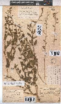 Hermannia boraginiflora image