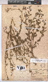 Hermannia boraginiflora image