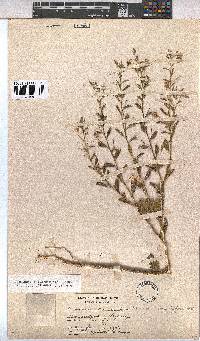Hermannia boraginiflora image