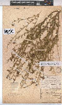 Hermannia boraginiflora image