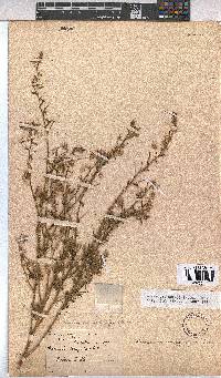 Hermannia boraginiflora image