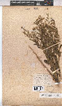Hermannia boraginiflora image