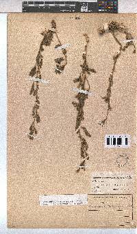 Hermannia boraginiflora image