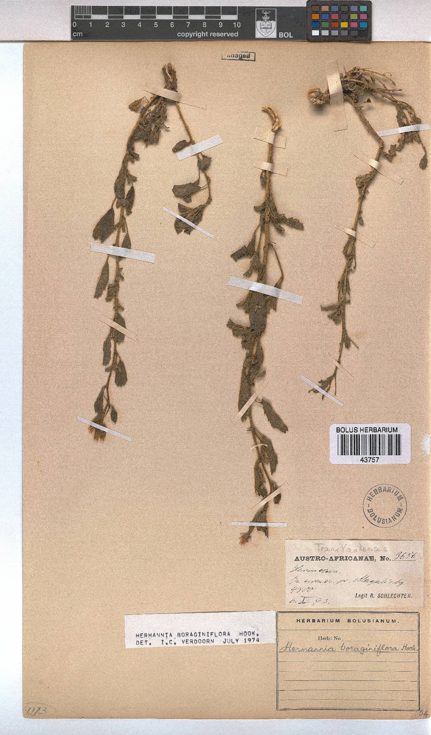 Hermannia boraginiflora image
