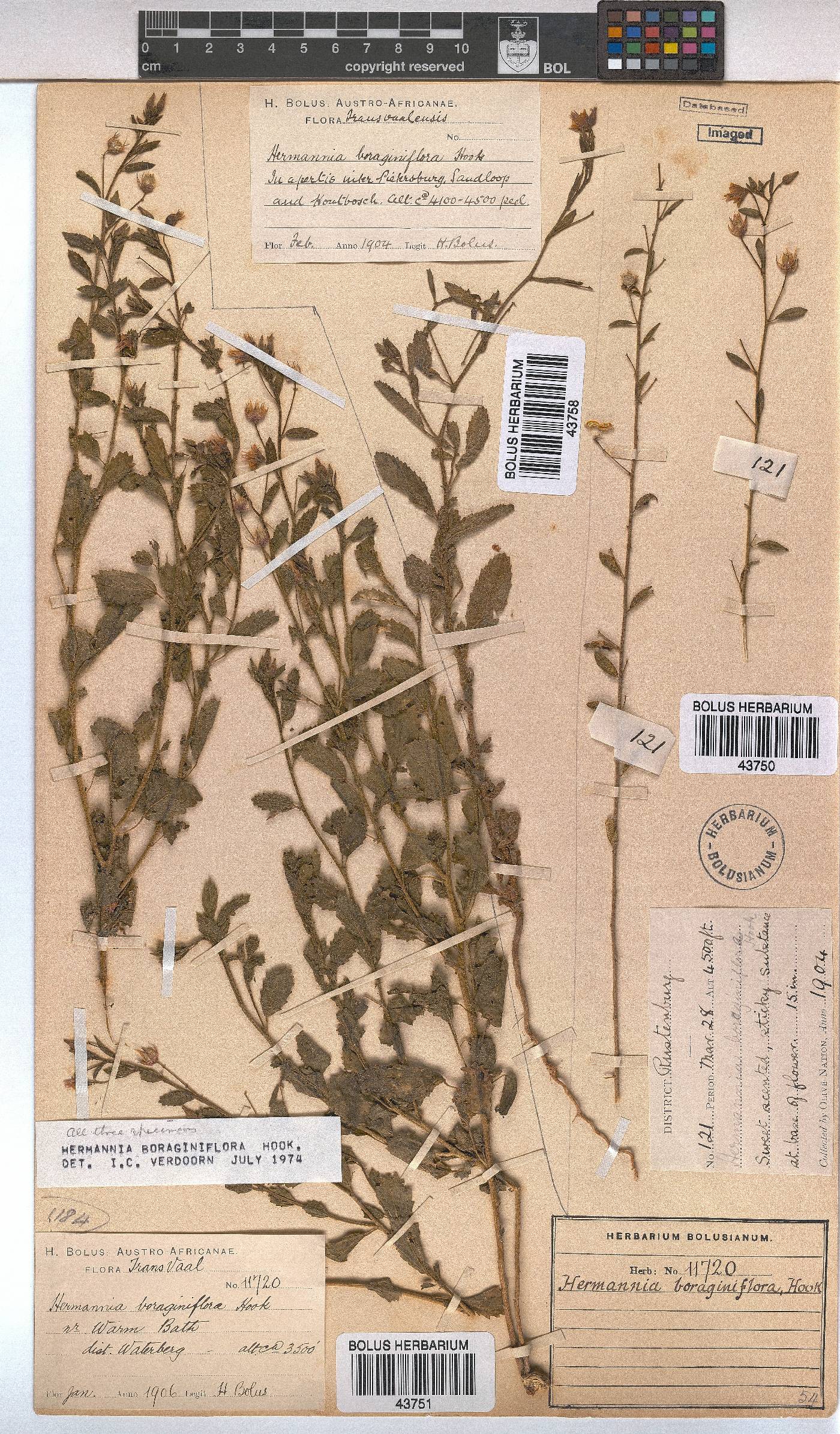 Hermannia boraginiflora image