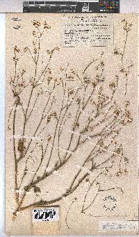 Hermannia macra image
