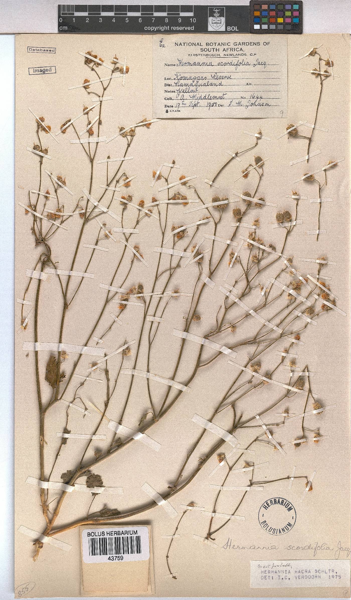 Hermannia macra image