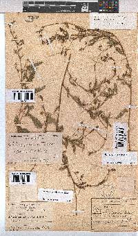Hermannia quartiniana image
