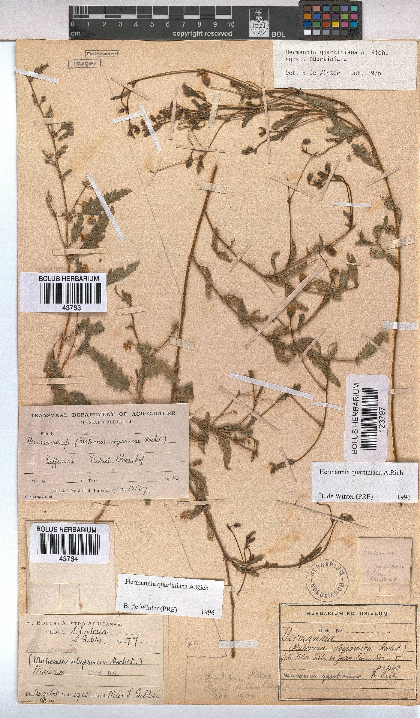 Hermannia quartiniana image