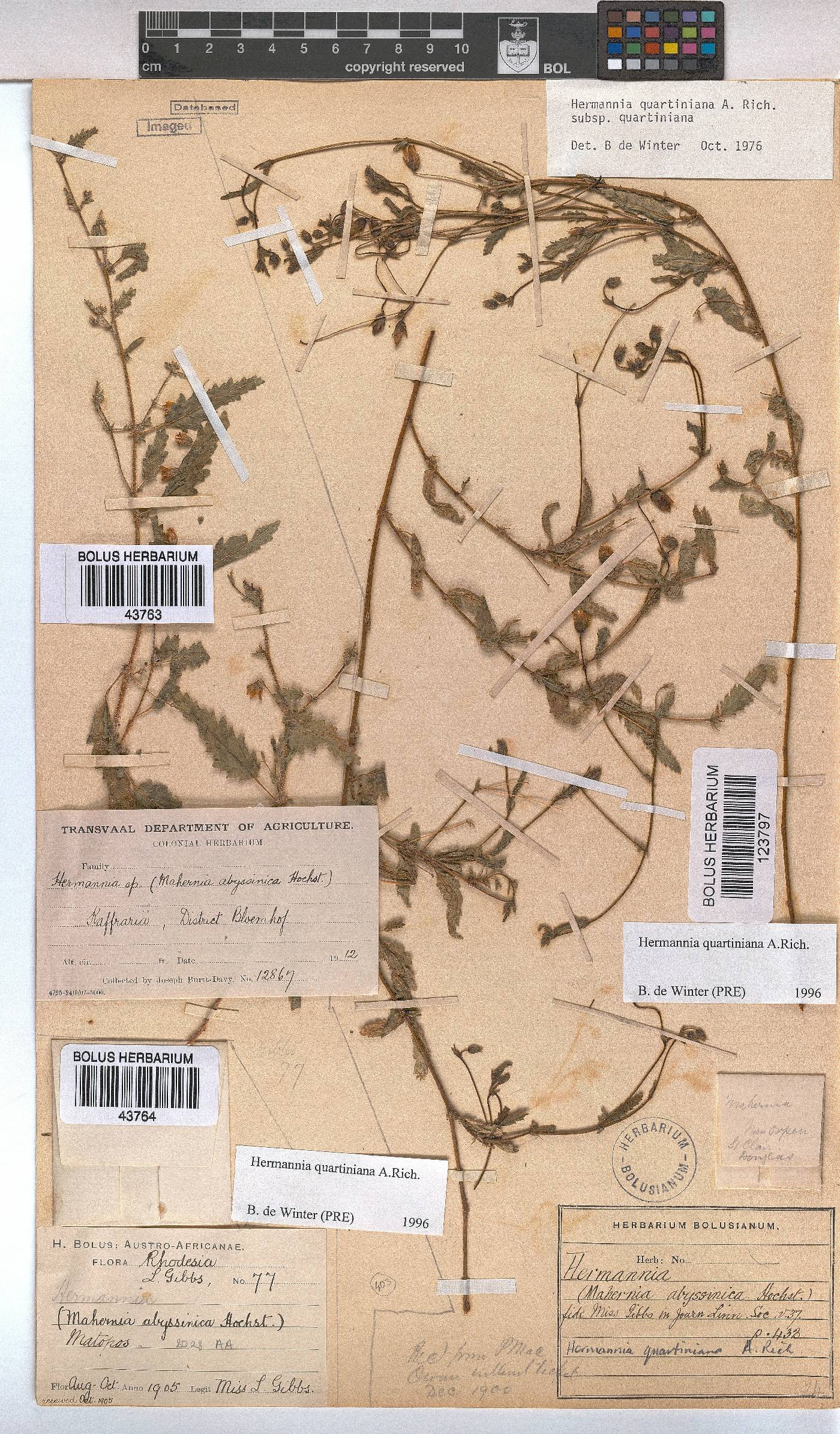Hermannia quartiniana image