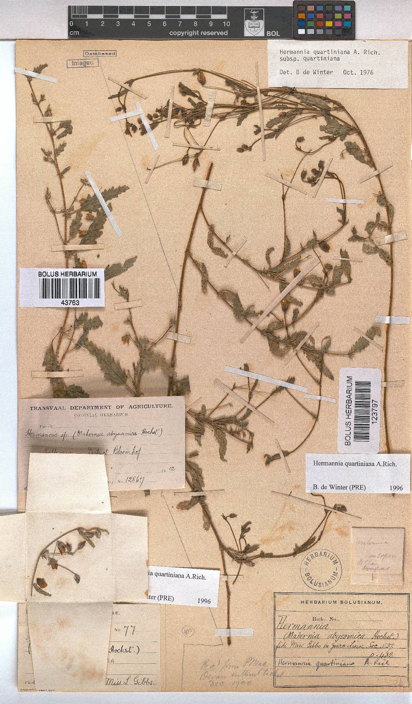 Hermannia quartiniana image