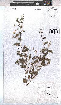 Hermannia quartiniana image