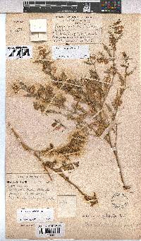 Hermannia pulchella image