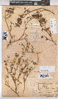 Hermannia pulchella image