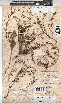Hermannia erodioides image